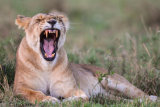 Lioness yawning
