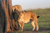 Lion cub playing with mother
