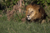 Male lion