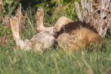 Male lion in its back