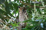 Giant Horned Owl