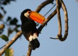 Toco Toucan