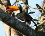 Toco Toucan #2