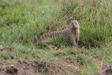 Mongoose