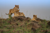 Lion cubs on horizon