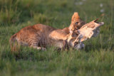 Cub and skull