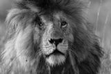 Male lion B&W
