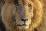 Male lion