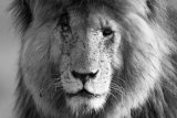 Male lion B&W