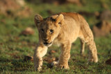 Lion cub stalking