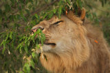 Male lion scent marking
