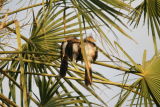 Guira Cuckoos