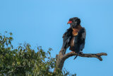 Bateleur