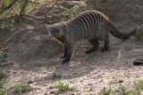 Mongoose