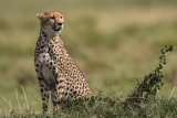 Cheetah