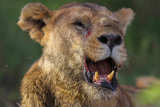 Bloodied lioness
