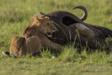 Lioness eating buffalo