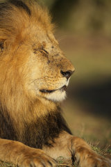 Male lion