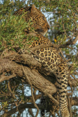 Leopard in tree