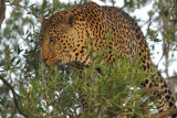 Leopard in tree