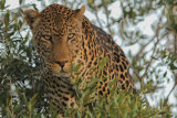 male leopard
