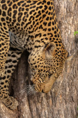 Leopard climbing down tree