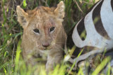 Lion cub at zebra kill