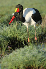 Red-billed pelican