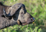 Buffallo