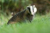 Badger