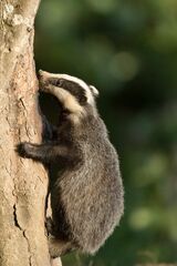 Badger climbing tree
