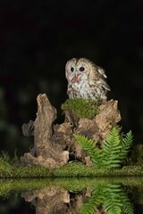 Tawny owl with catch