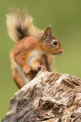 Red squirrel
