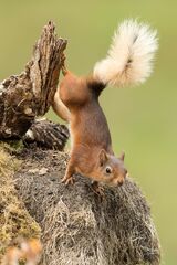 Red squirrel