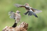 Blue Jays fighting
