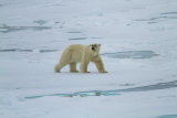 Polar Bear