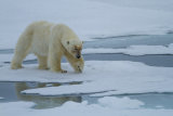 Polar Bear reflexion