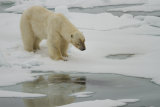 Polar Bear reflexion