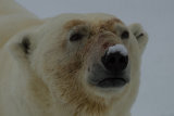 Polar Bear close up