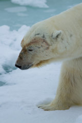 Polar Bear close