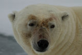 Polar Bear close up