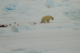 Polar Bear after killing seal