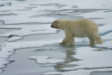 Polar Bear reflexion