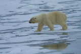 Polar Bear reflexion