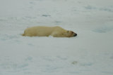 Polar Bear sleeping