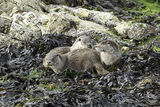 Family of three otters