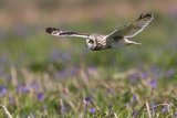Short-eared owl in flight