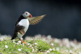 Puffin flapping wings