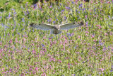 Short-eared owl hovering