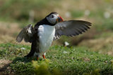 Puffin stretching